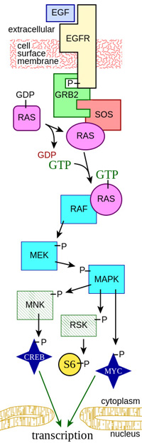MAPK/ERK Signal Pathway