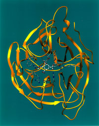 ribbon diagram
