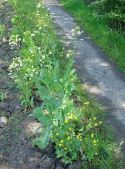  Brassica napus