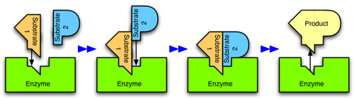 Figure 2: An enzyme catalyzes the reaction of two substrates to form one product.