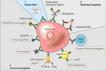 Monoclonal antibodies for cancer. ADEPT, antibody directed enzyme prodrug therapy; ADCC, antibody dependent cell-mediated cytotoxicity; CDC, complement dependent cytotoxicity; MAb, monoclonal antibody; scFv, single-chain Fv fragment. Modified from Carter P: Improving the efficacy of antibody-based cancer therapies. Nat Rev Cancer 2001;1:118-129