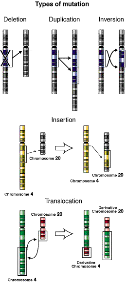 Different types of mutations.
